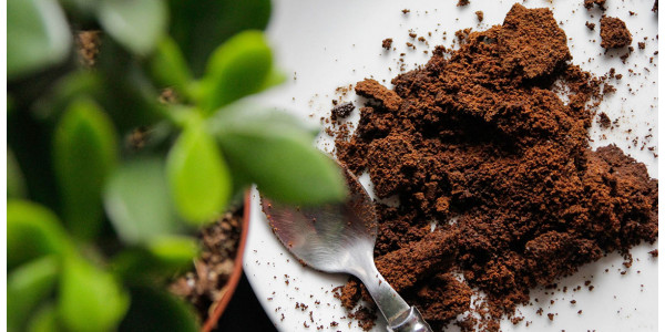 Vad ska man göra med den använda kaffesumpen? Intressanta tips
